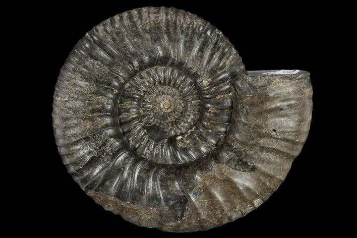 Fossil Jurassic Ammonite (Dactylioceras) #117150